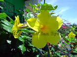 St Vincent flowers